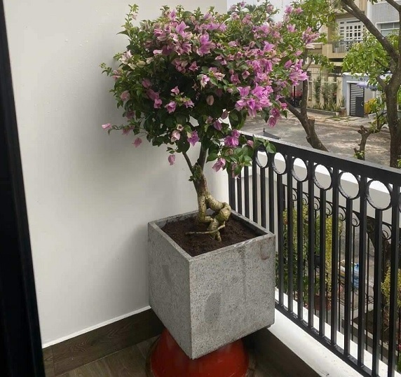 Chậu Xi Măng Đá Mài Chữ Nhật Có Chân 40x40x100 cm 