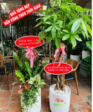 Cây cảnh làm quà tặng ý nghĩa – Tổng hợp mẫu cây phong thủy hút tài lộc