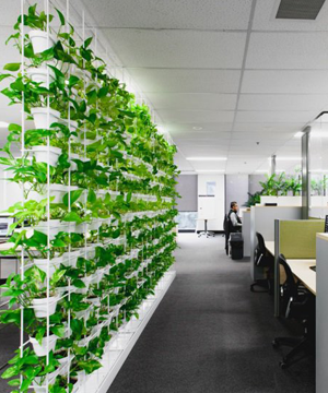 Cho thuê cây văn phòng