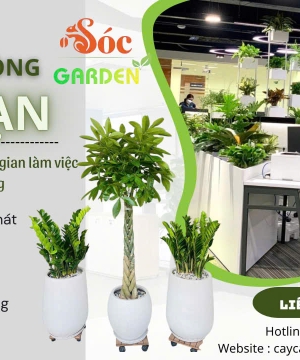 Cho thuê cây văn phòng