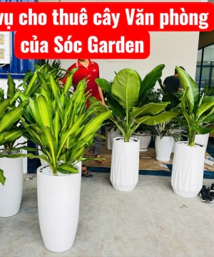 Dịch Vụ Cho Thuê Cây Văn Phòng – Giải Pháp Xanh Tiết Kiệm Chi Phí