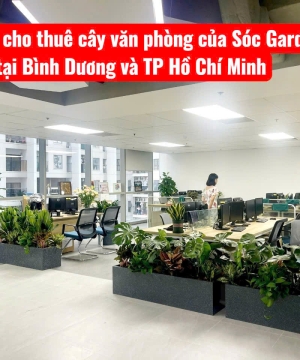 Cho thuê cây xanh văn phòng tại Bình Dương