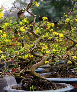 Cho thuê mai Tết và Chăm sóc Mai