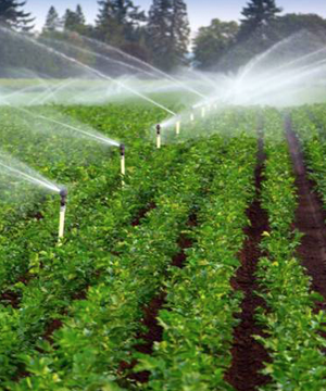 Lắp đặt hệ thống tưới cây