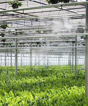 Lắp đặt hệ thống phun sương