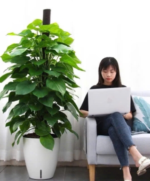 Đơn vị cung cấp và thi công mảng xanh văn phòng tại Bình Dương 