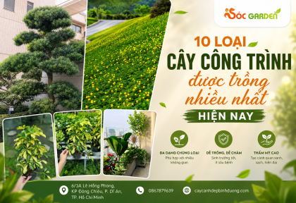 10 loại cây công trình được trồng nhiều nhất hiện nay