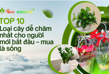 10 loại cây dễ chăm nhất cho người mới