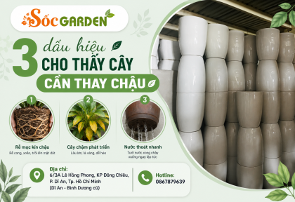 3 dấu hiệu cho thấy cây cần thay chậu