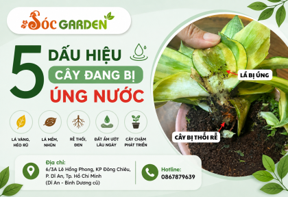 5 dấu hiệu cây đang bị úng nước