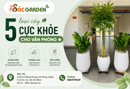 5 loại cây cực khỏe cho văn phòng