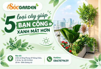 5 loại cây giúp ban công xanh mát hơn 