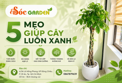 5 mẹo giúp cây luôn xanh