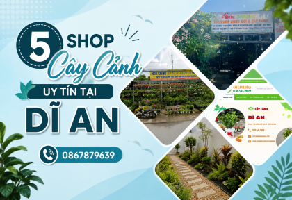 5 Shop Cây Cảnh Uy Tín tại Dĩ An