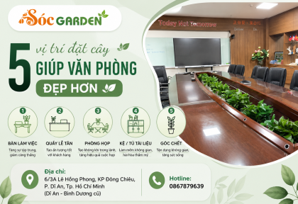 5 vị trí đặt cây giúp văn phòng đẹp hơn 