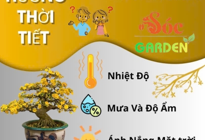 Thời tiết ảnh hưởng thế nào đến hoa Mai