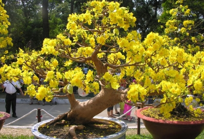 Cho thuê mai Tết cao cấp