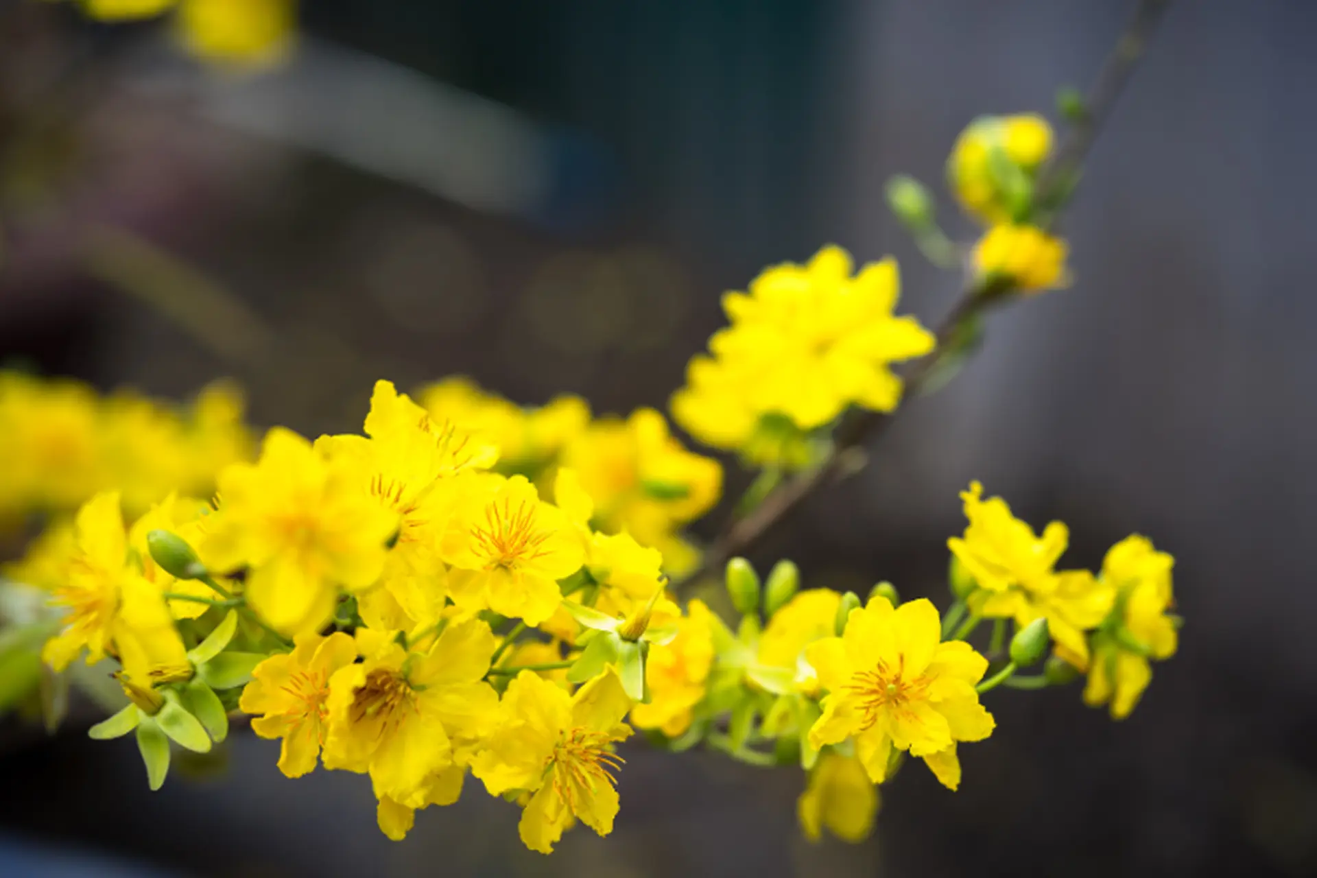 Cho thuê mai Tết cho văn phòng 