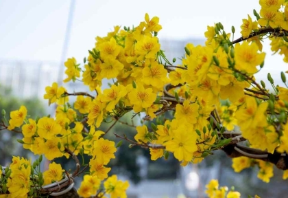 Cho thuê mai Tết cho showroom