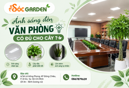 Ánh sáng đèn văn phòng có đủ cho cây ?