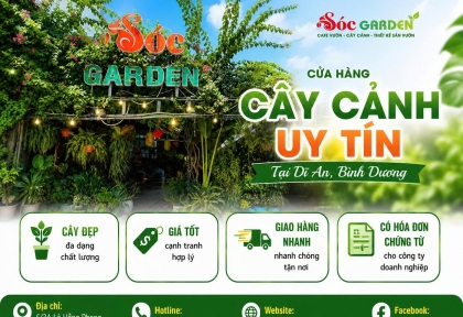 Bán cây cảnh tại Dĩ An giá tốt, nhiều mẫu dễ chăm