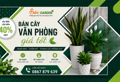 Mua cây văn phòng uy tín