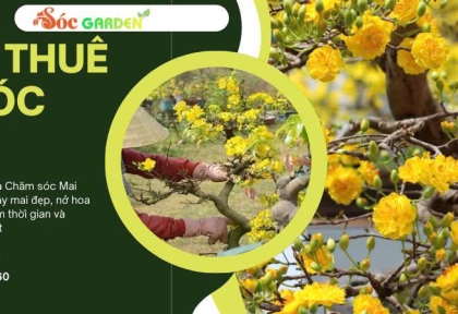 Có Nên Thuê Dịch Vụ Chăm Sóc Mai Vàng Sau Tết