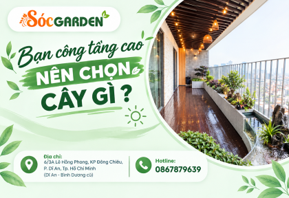 Ban công tầng cao nên chọn cây gì ? 