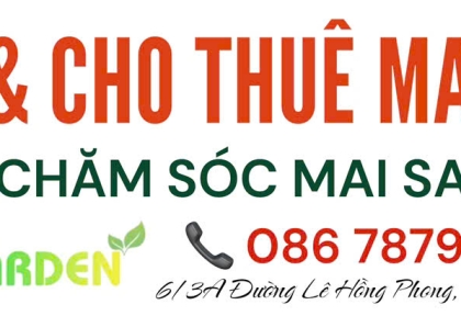 Bán & Thuê Mai Tết giá rẻ tại Bình Dương, TP.HCM