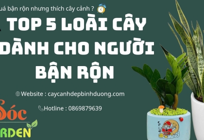 Top 5 Loại Cây Dễ Sống - Phù Hợp Cho Người Bận Rộn 
