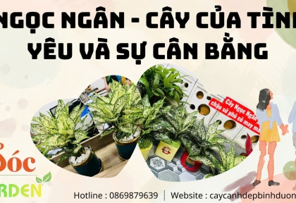 Cây Ngọc Ngân – cây của tình yêu & sự cân bằng