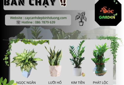 Cây phong thủy bán chạy