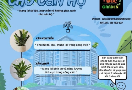 Cây phong thuỷ cho căn hộ