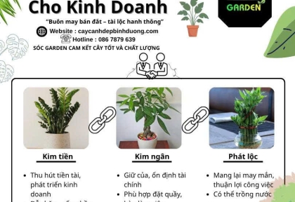 Cây phong thủy cho kinh doanh