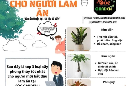 Cây phong thủy cho người làm ăn