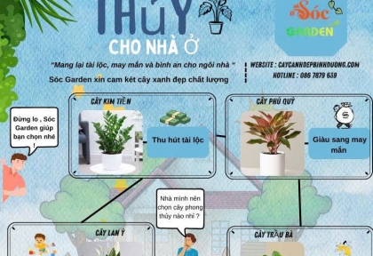 Cây phong thuỷ cho nhà ở 