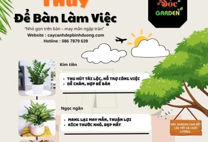 Cây phong thủy để bàn làm việc