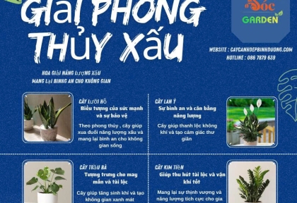 Cây phong thuỷ hóa giải phong thủy xấu