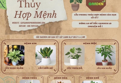 Cây phong thủy hợp mệnh 