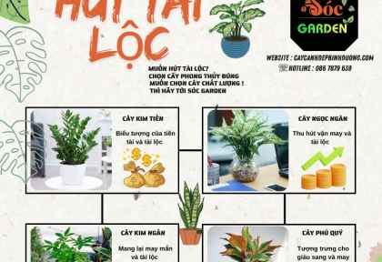Cây phong thủy hút tài lộc