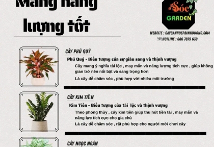 Cây phong thủy mang năng lượng tốt 
