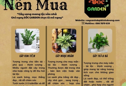 Cây phong thuỷ nên mua loại nào 