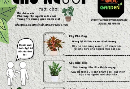 Cây phong thuỷ cho người mới chơi 