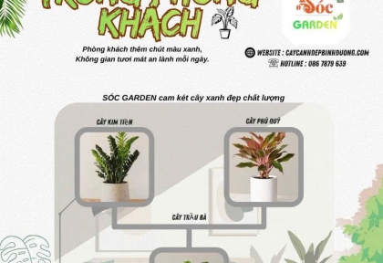 Cây phong thuỷ trong phòng khách