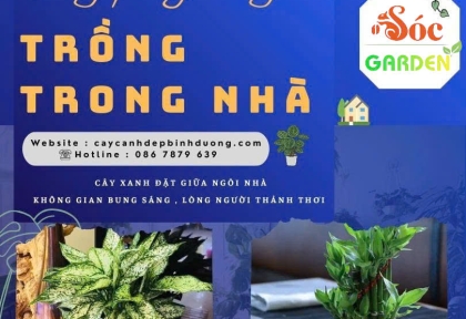 Cây phong thủy nên trồng trong nhà