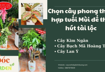 Người tuổi Mùi trồng cây gì hợp phong thuỷ để đón tài lộc và giữ bình an trong nhà ?