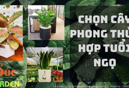 Cây hợp tuổi Ngọ giúp sự nghiệp thăng hoa, cuộc sống may mắn và bình an