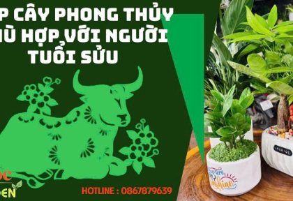 Top những cây phong thuỷ hợp người tuổi Sửu