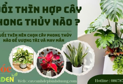 Tuổi Thìn trồng cây gì hợp phong thuỷ để vượng tài, vượng khí, công việc thuận lợi