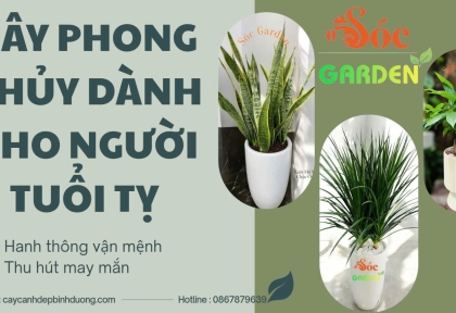 Bí quyết chọn cây phong thủy cho người tuổi Tỵ  giúp hanh thông đường tài lộc và sức khỏe 
